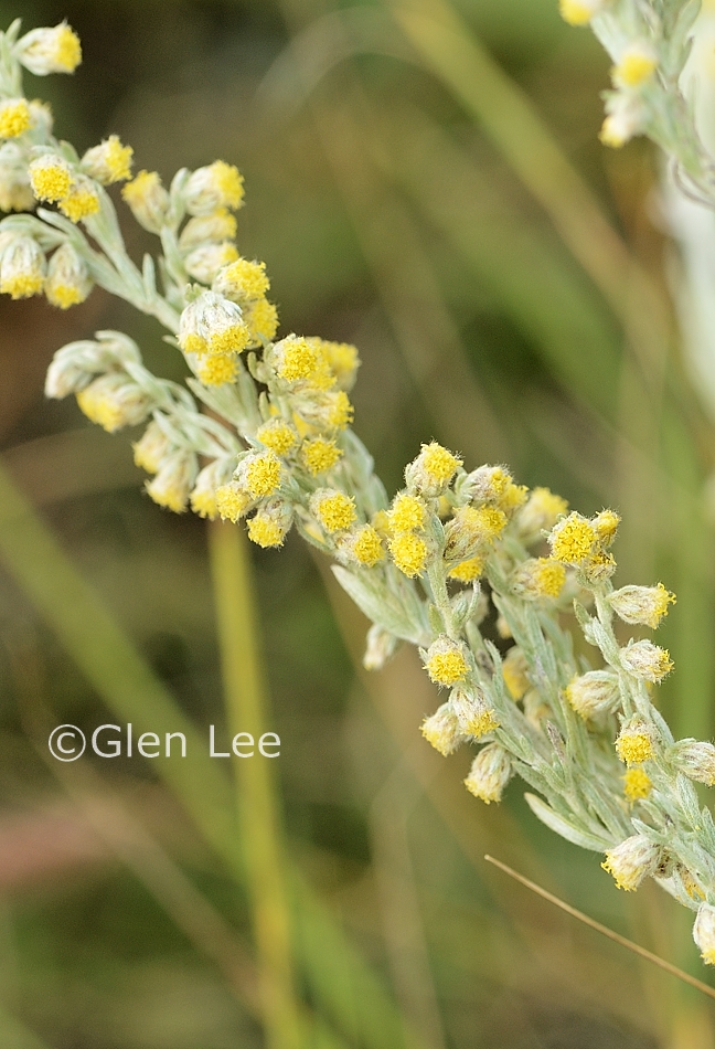 Artemisia frigida photos Saskatchewan Wildflowers